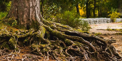 Root & Restore: Somatic & Nature-Based Reset