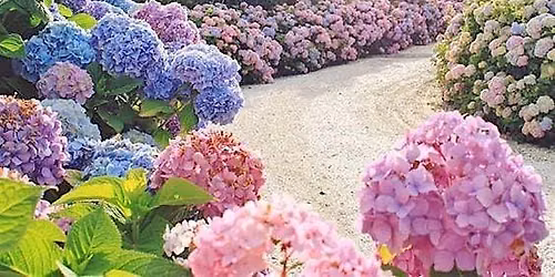 Happy Hour & Hydrangeas