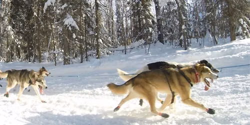 Alaskan Mushing Boutique Equine Event: Dog Sledding, Snowscapes & Continuing Education