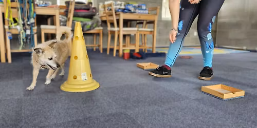 Prodlou\u017een\u00fd v\u00edkend s noseworkem, dogfitness a (rally) dogdancing vol. II