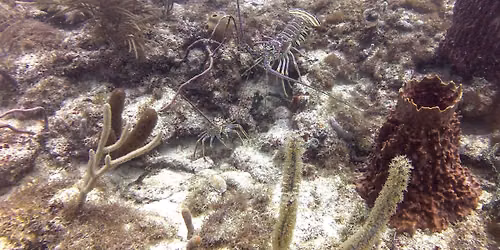 Florida Mini Season Day 1 Early Dive