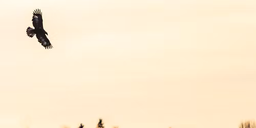 Rovf\u00e5glar p\u00e5 Rydasl\u00e4tten (1)