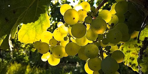 Chardonnay Tasting @ Esquin Wine & Spirits