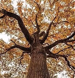 Fingringhoe Phenology