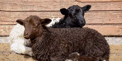 Djuren i Gamla Link\u00f6ping