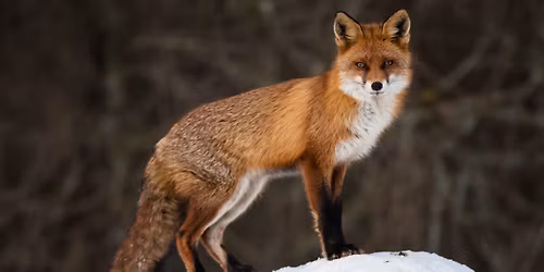 Living with Connecticut\u2019s Wildlife