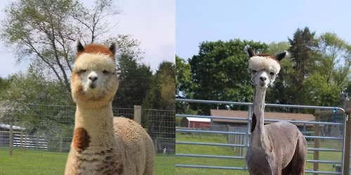 Annual Shearing Day Event