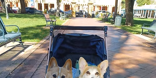 Carrollwood Corgi Meetup