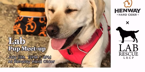 Labrador Retriever Meet-up