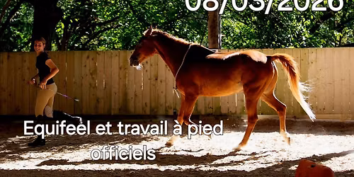 Concours Equifeel & Travail \u00e0 Pied - Ecurie de l'Orgris 38