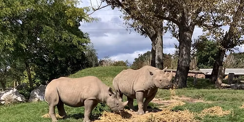 Chester & Chester Zoo