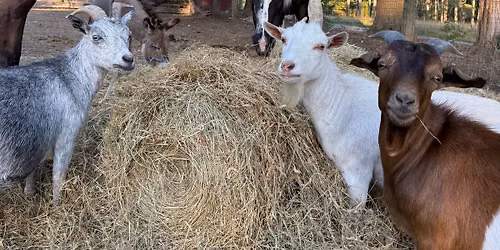Sunday Afternoon Petting Zoo \ud83d\udc10