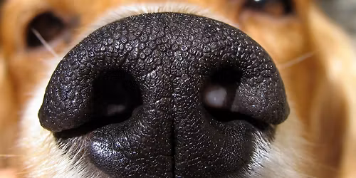 Scentwork Sniff N Go October 2025