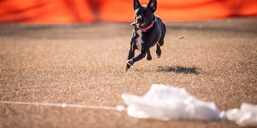 GCOC's January FastCAT & CABT: Blythewood, SC with Time To Fly Dog Sports