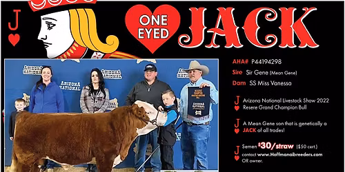 Miniature Beef cattle workshop