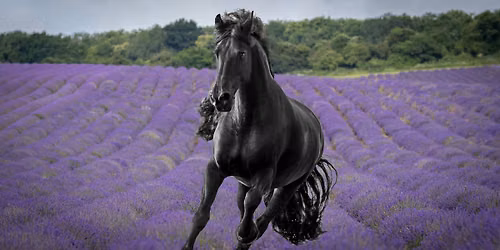 Friesian mare Zarina in the Lavender Equine Photography Workshop 27.06.26 SOLD OUT