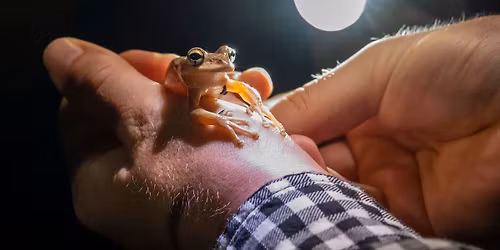 Science on Tap: Ribbit & Sip It