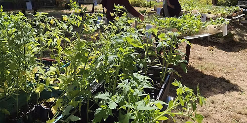 Spring Plant Sale \/ S\u00eal planhygion