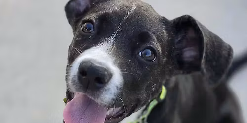 Puppy Yoga with Fetch Wisconsin Rescue