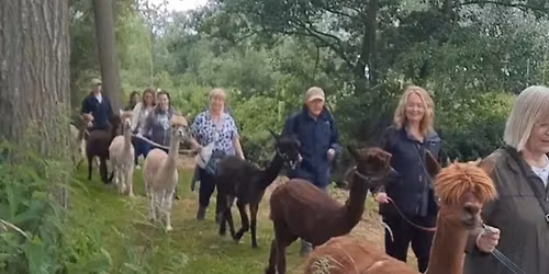 Alpaca Walking Experience - with pygmy goats too!