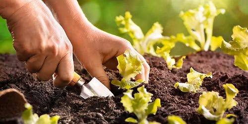 Gardening Series: Transplanting Outdoors(18 & Up), $4 per person