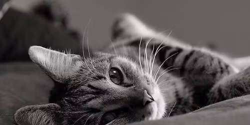 J\u00e4rva Kattklubbs internationella utst\u00e4llning 15-16 augusti 2026