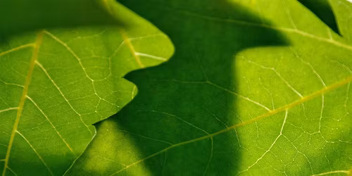 Early Summer Tree ID