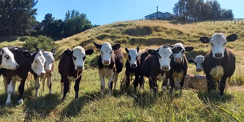 Sustainable Farms: Lifestyle Block Innovation @ Silk Farm