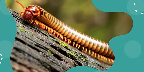 Insectopia Meet the Animals