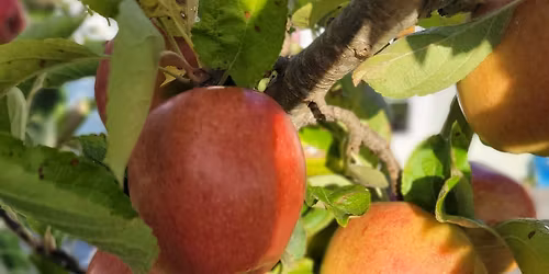 Winter Fruit Tree Pruning Workshop