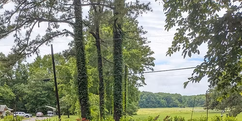 Memorial Day Japanese Maple Sale