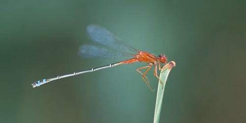 ID It! Insects