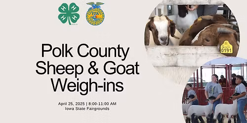 Sheep and Goat Weigh-ins