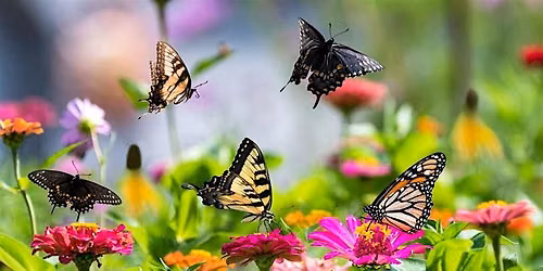 Butterfly Host Plants