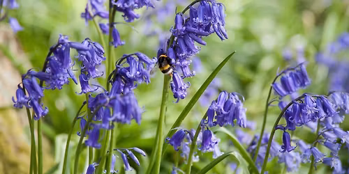 Wildlife & Wellness Walk - Bouley Bay