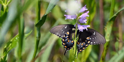 Open Garden Day! Rain \ud83c\udf27\ufe0f or Shine \u2600\ufe0f