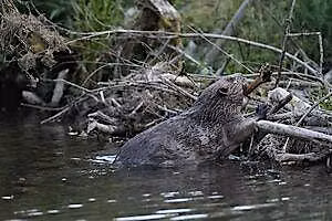 WILDFAMILIES Beaver Quest at The Wolseley Centre