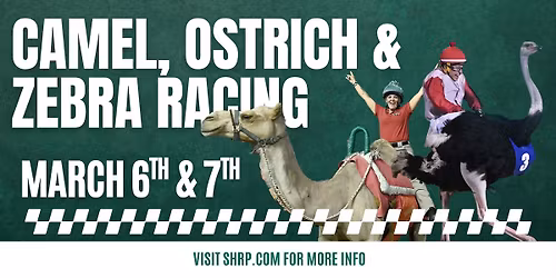 Camel, Ostrich & Zebra Races