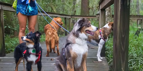 Dog Day at the Swamp