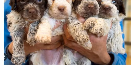 Pop-Up Puppy Yoga with RARE Italian "Teddy Bears" Lagottos