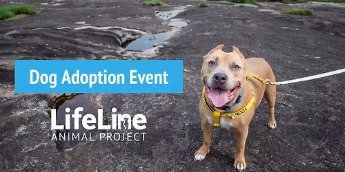 Petco (Sandy Springs) Dog Adoption Event