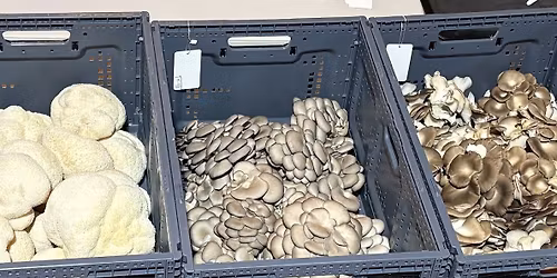 Tooth & Gill Mushroom Co. @ Higher Grounds Tuesday Night Markets