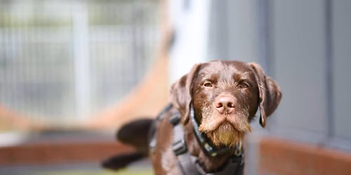 Raystede All About Dogs Day - Sunday 20 September 2026