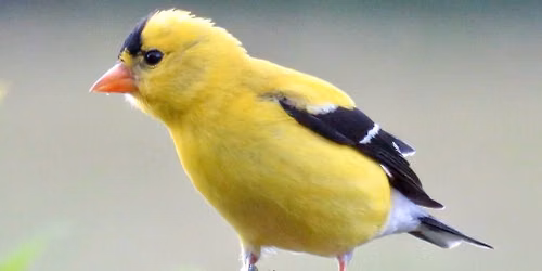 Birdwatching for Beginners