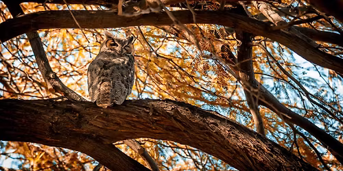 Owl Prowl for Families