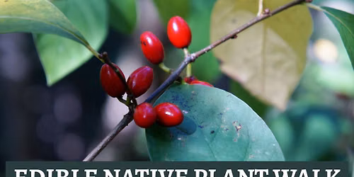 Edible Native Plant Walk