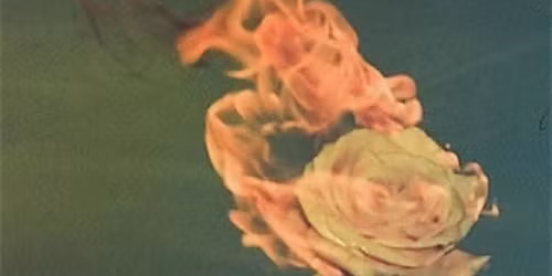 Desire, Dependency, and Dismantling the Patriarchy