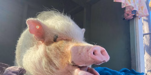 Summer PIGnic