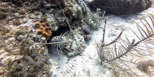 Florida Mini Season Day 2 Late Dive