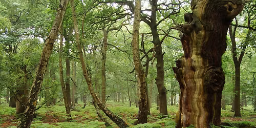 The Secret Life of Oak Trees